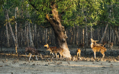 Sundarban Tour1 Night / 2 Days