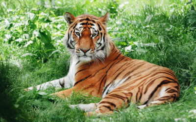 Sundarban Special Off Beat Tour2 Night / 3 Days